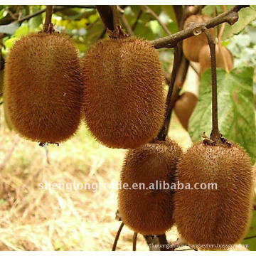 Juicy Fresh Kiwi Fruit